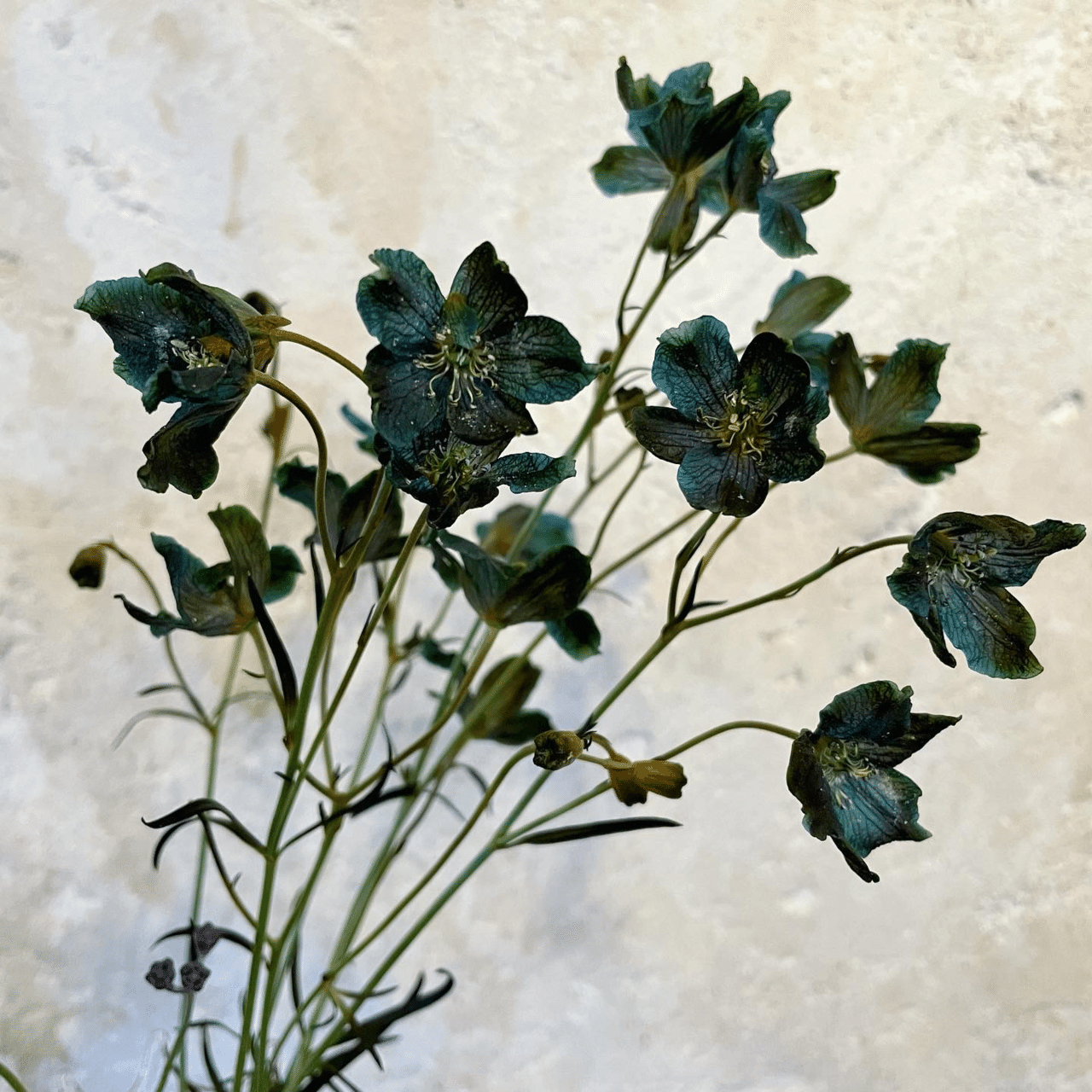 ドライフラワーにしやすいお花の定期便 6月の紹介 Greenpiece Note