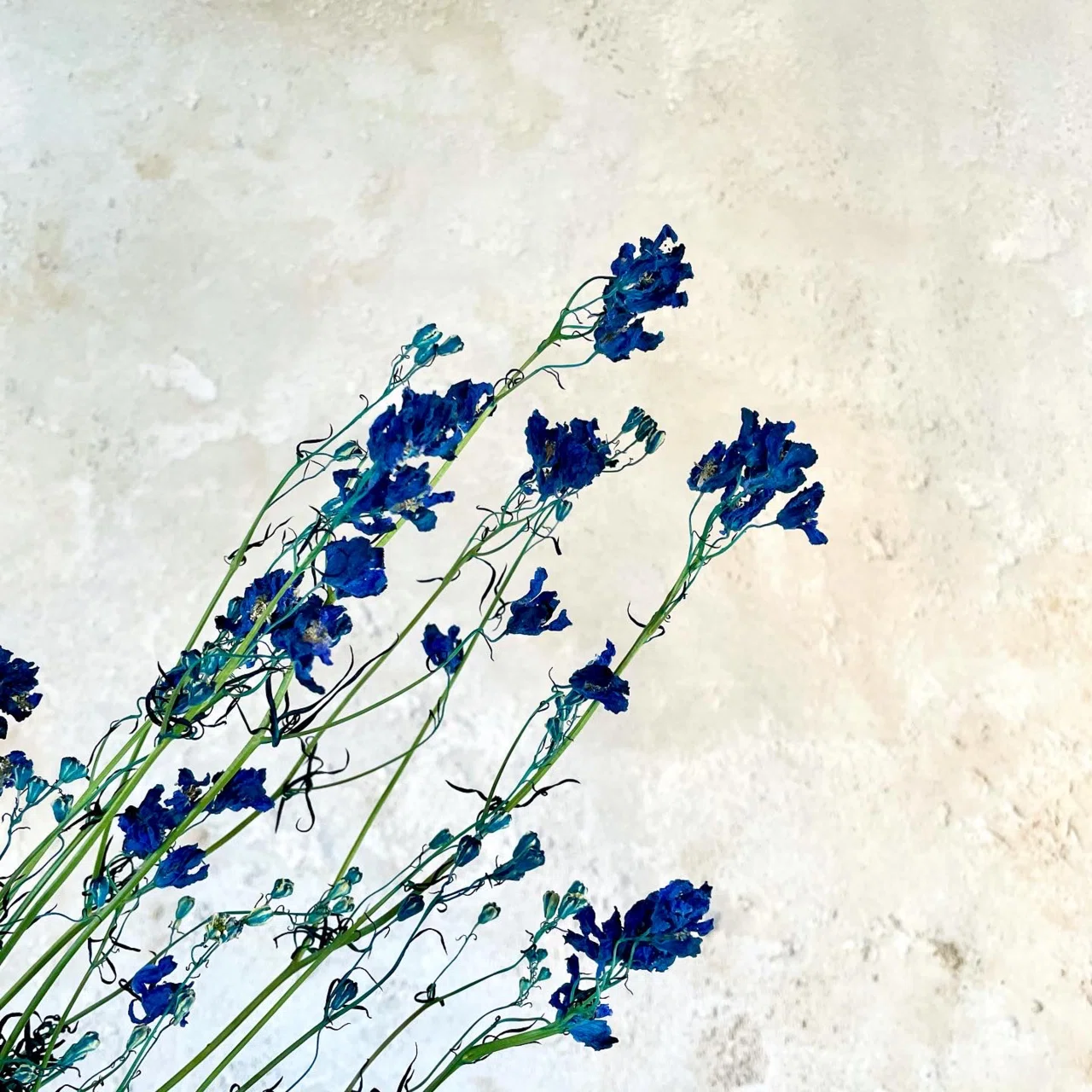 ドライフラワーにしやすいお花の定期便 6月の紹介 Greenpiece Note ドライフラワーにしやすいお花の定期便 6月の紹介 Greenpiece Note