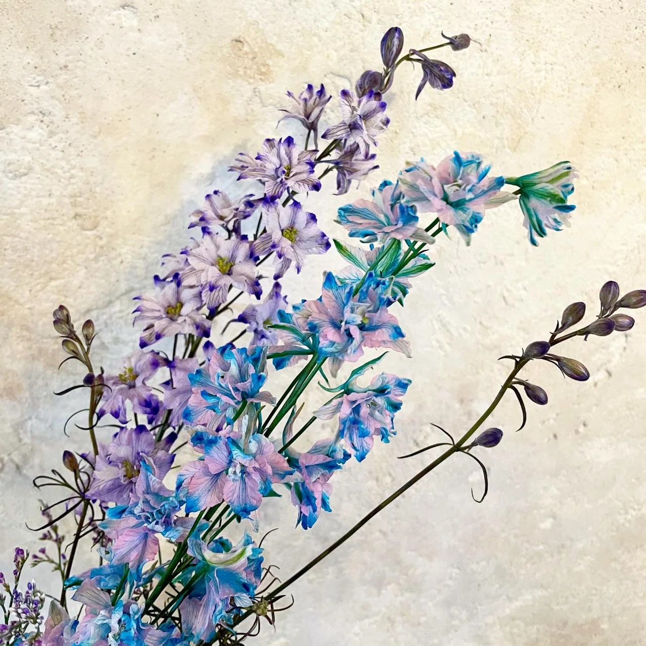ドライフラワーにしやすいお花の定期便」6月の紹介｜greenpiece