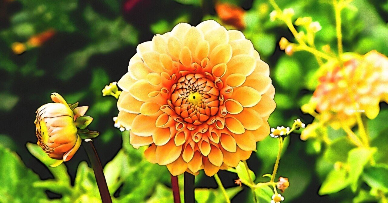 6月5日 誕生花は天竺牡丹 誕生花短歌 御子柴 流歌 Note