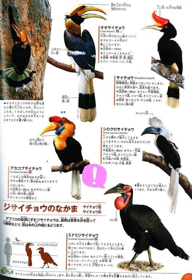 逃亡した南アフリカに生息する絶滅危惧種のミナミジサイチョウを捕獲 Digitalcreator Note 逃亡した南アフリカに生息する絶滅危惧種のミナミジサイチョウを捕獲 Digitalcreator Note