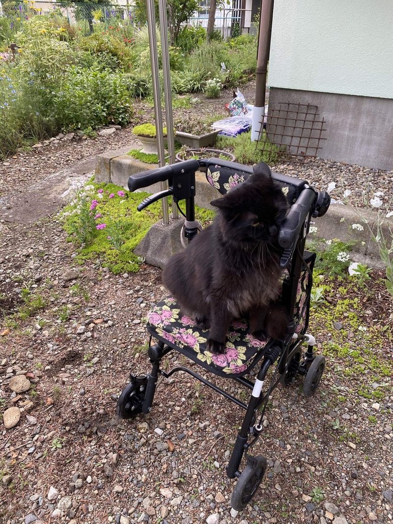 モフモーフさんは おばあちゃんの手押し車が好き ねこくろ Note