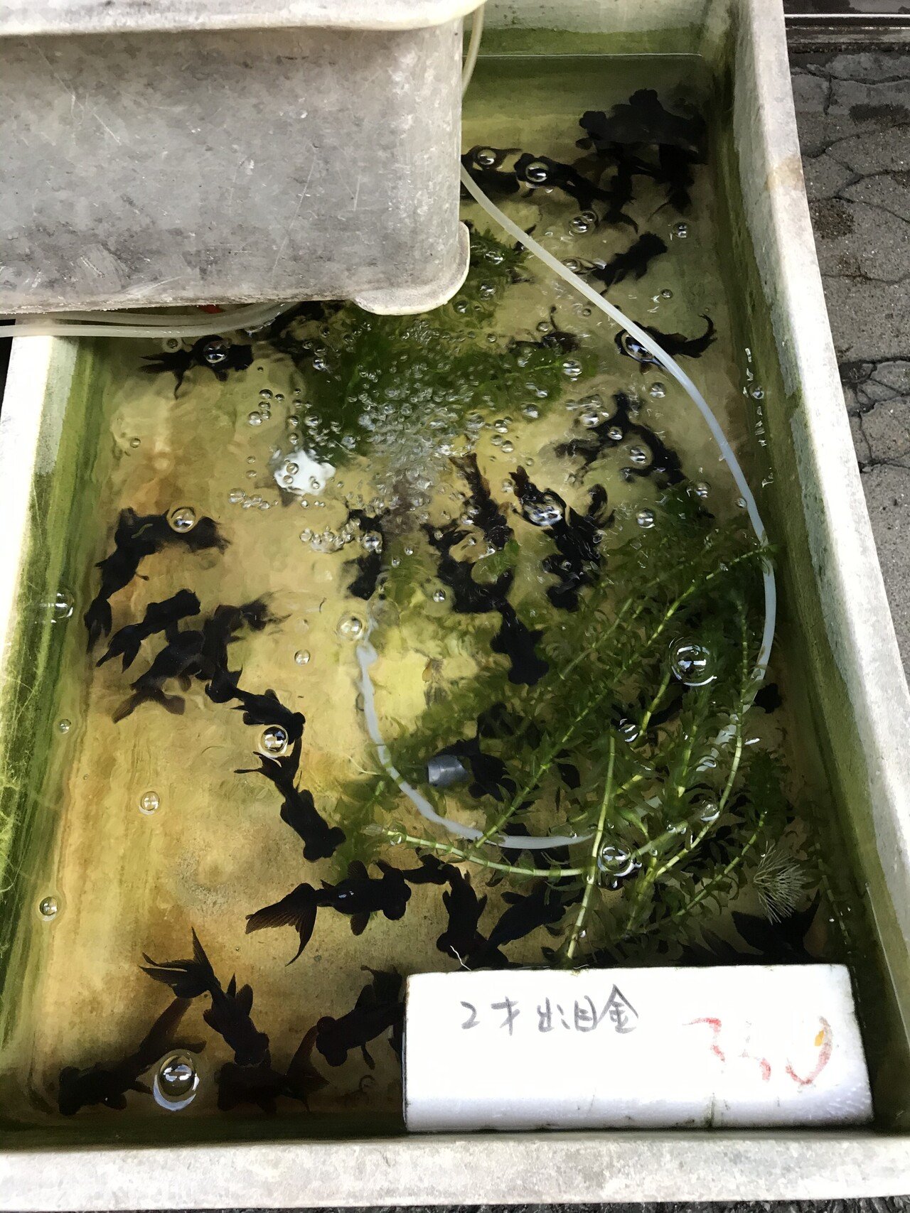 大田区 ヌーランドさがみゆ おヌシちゃん Note 大田区 ヌーランドさがみゆ おヌシちゃん Note