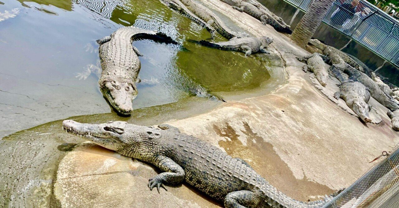 観光 別府 地獄巡りのめぐり方紹介 鬼山地獄 やまと Note