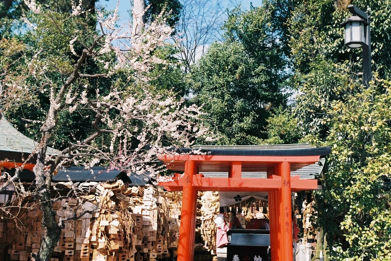 フィルムカメラと今年の春① Fujica ST801｜torikago