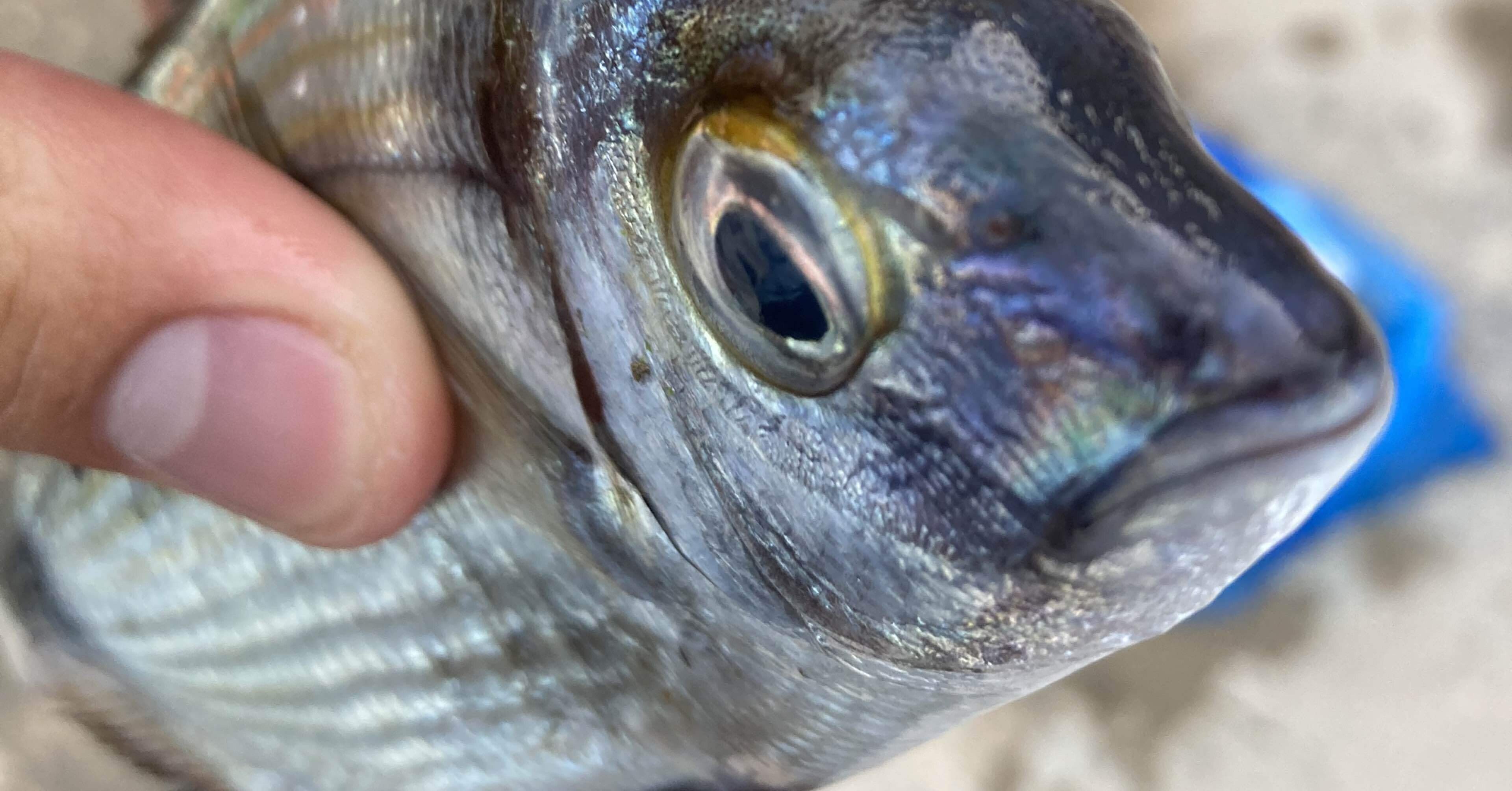 マルタ共和国で釣りしてみた ケンシロウ ばっくぱっかー Note