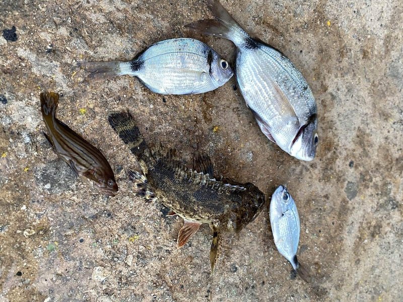 マルタ共和国で釣りしてみた ケンシロウ ばっくぱっかー Note