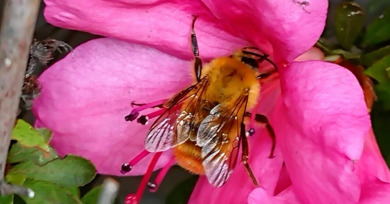 キグマ ライポン と遊んだことありますか Lumika Note キグマ ライポン と遊んだことありますか Lumika Note