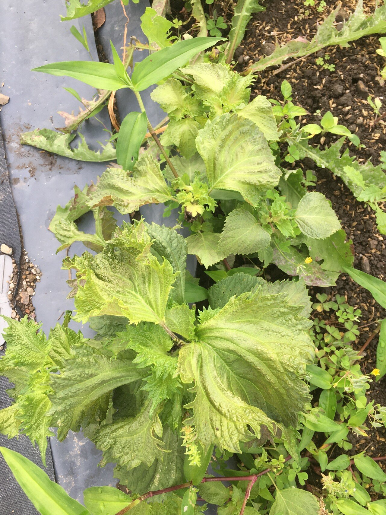 シソ は青じそも赤じそも 一回畑に種が落ちると翌年以降勝手に生えてきます 最後の方は虫に喰われますが 育ち始めの生命力は 虫を寄せ付けないです 虫がつくもつかぬも 病気になるもならぬも その株が持つ内側の 絢 高知 Note