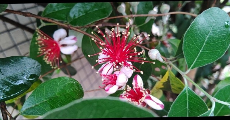 孔雀の花火    フェイジョア