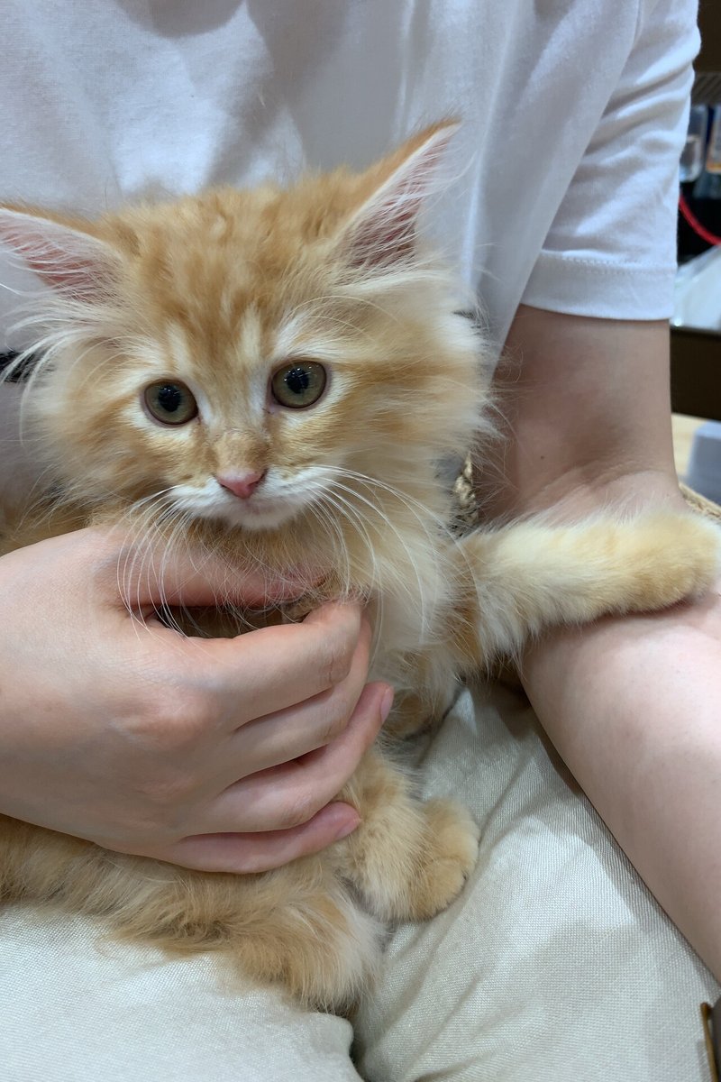コロナ禍のマンションで 犬ではなく 猫を飼った話 キムラユウタ Note コロナ禍のマンションで 犬ではなく 猫を飼った話 キムラユウタ Note