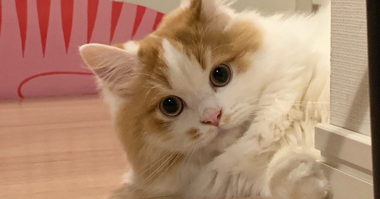 コロナ禍のマンションで 犬ではなく 猫を飼った話 キムラユウタ Note コロナ禍のマンションで 犬ではなく 猫を飼った話 キムラユウタ Note