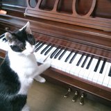 ~ピアノと猫と音楽と~