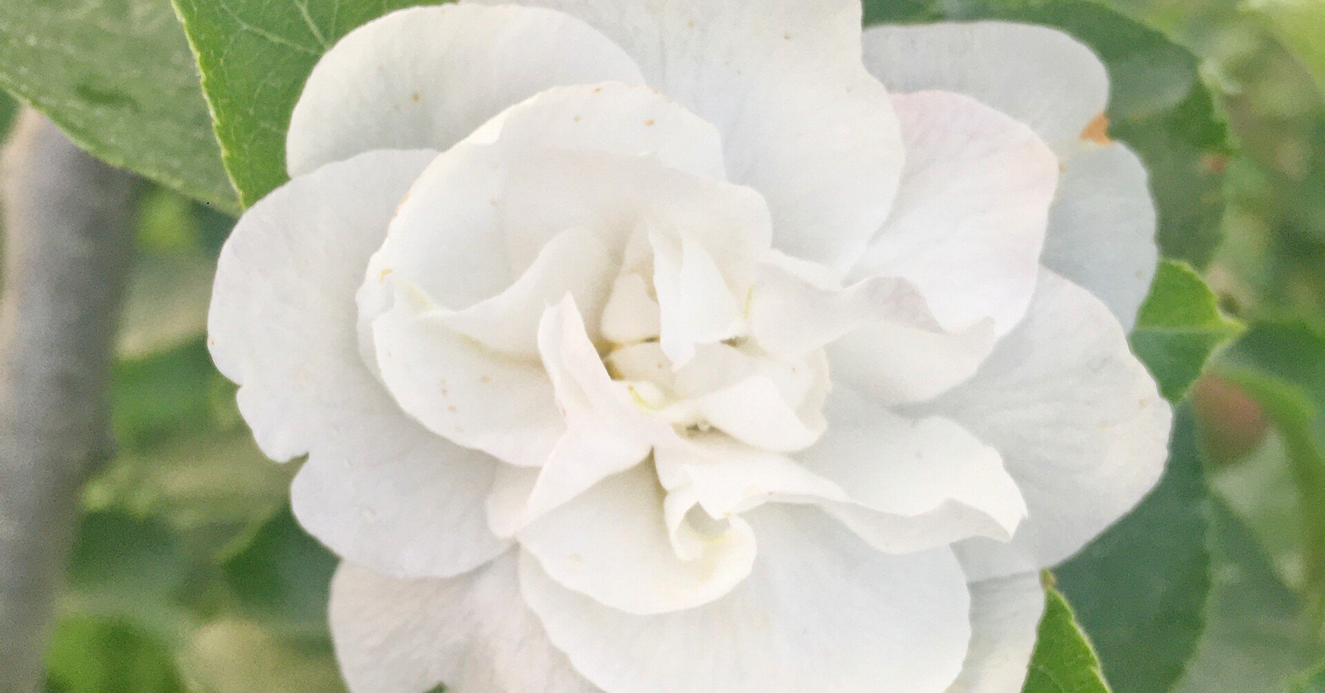 そういえばリンゴは バラ科 だった 及川恭平 ドメーヌ ミカヅキ Note