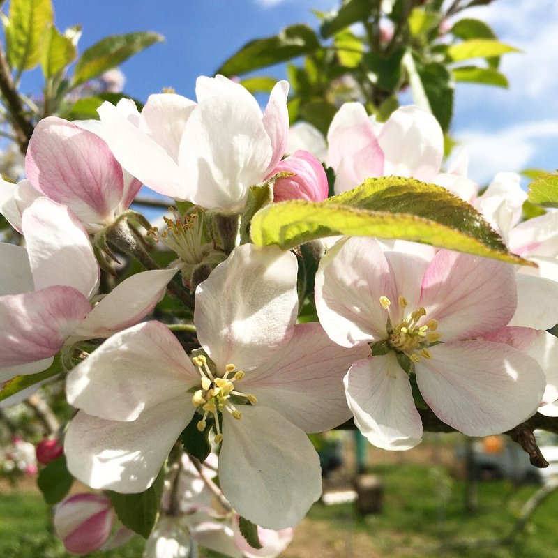そういえばリンゴは バラ科 だった 及川恭平 ドメーヌ ミカヅキ Note