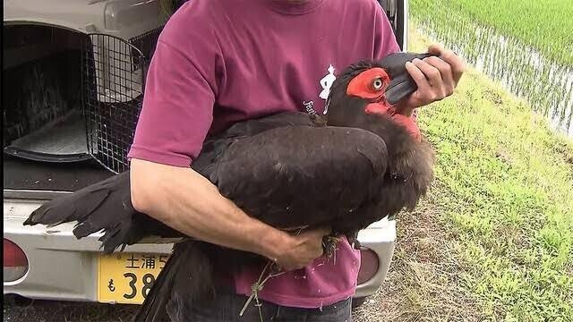 第0回 巨大鳥捕獲される 翆野 大地 Note