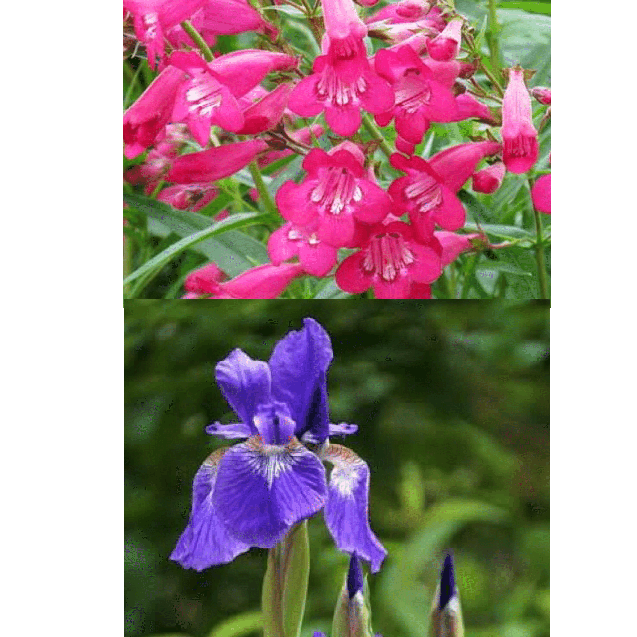 今日の花 21 6 6 2種あります ペンステモン 花言葉 あなたに見とれています 誠の恋をするものはみな一目で恋をする アヤメ アイリス 花言葉 よい便り メッセージ 希望 希望がある だー Note 今日の花 21 6 6 2種あります ペンステモン 花言葉 あなたに見とれています 誠の恋をするものはみな一目で恋をする アヤメ アイリス 花言葉 よい便り メッセージ 希望 希望がある だー Note