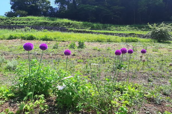 ギガンジューム の新着タグ記事一覧 Note つくる つながる とどける