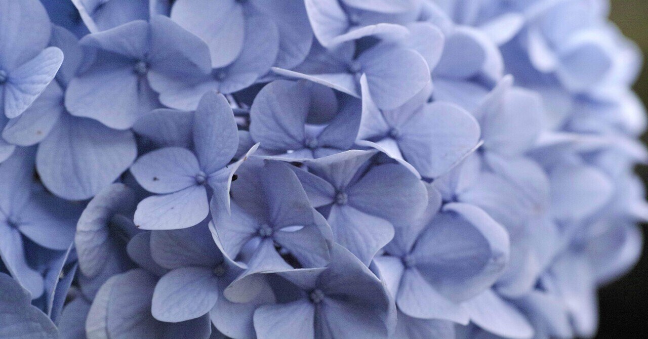 紫陽花 アジサイ [品種：ハイドランジア 雷音(ライオン) ブルー] 5号鉢