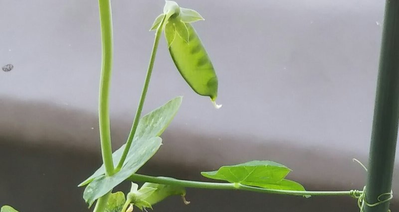 ベランダ ペットボトル菜園 さやえんどうが伸びて最初の収穫 トマトも頑張ってます とんぷぅ Note