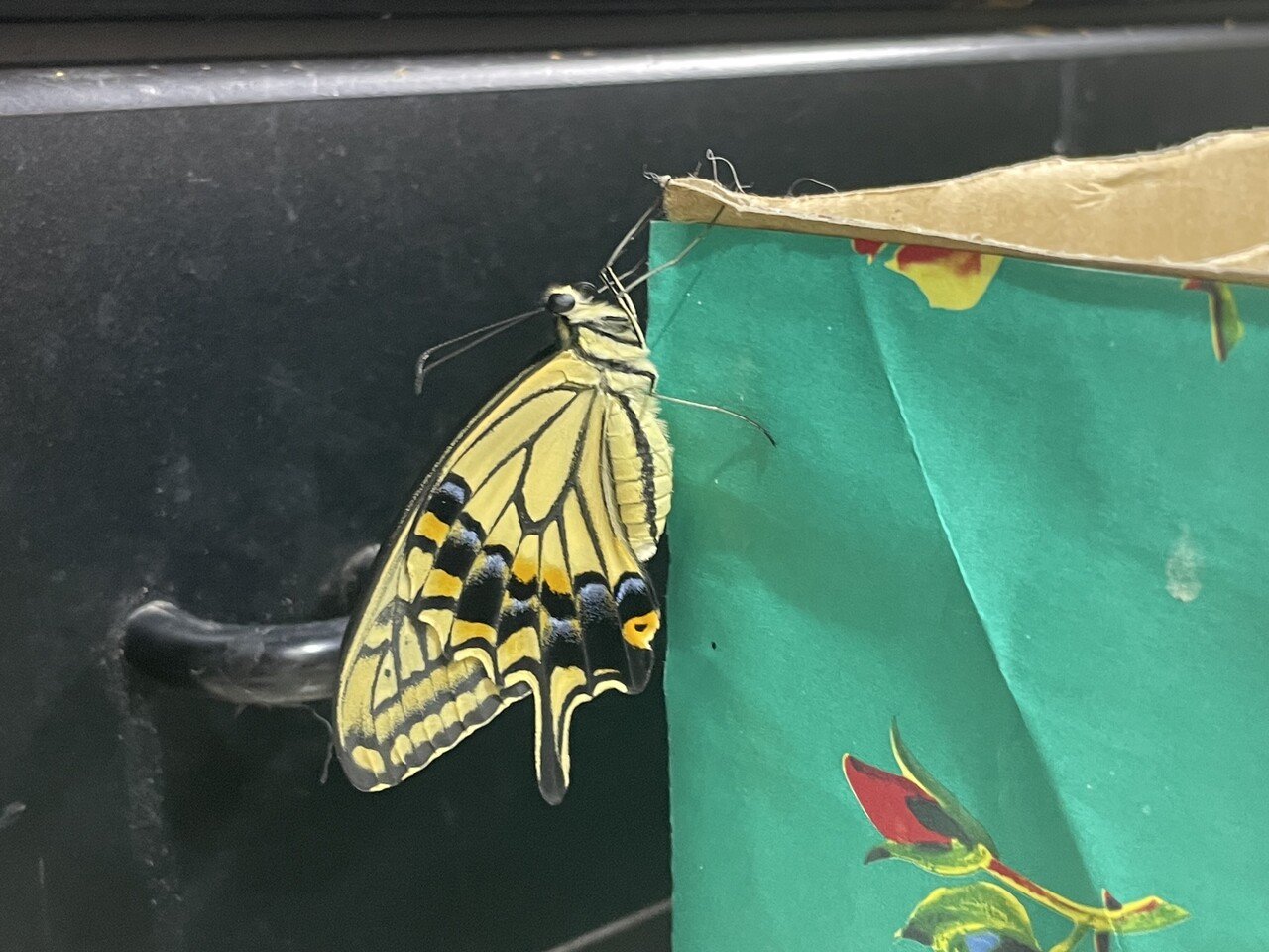 今年生まれの第1号 我が家の柑橘に産み落とされ おそらく2齢幼虫ぐらいで確保 飼育箱の中で大事に育てた子がサナギとなり 約半月 本日無事に羽化し 美しいアゲハ蝶となりました けれど今日は雨模様 ペペシ 子育て応援fp Note