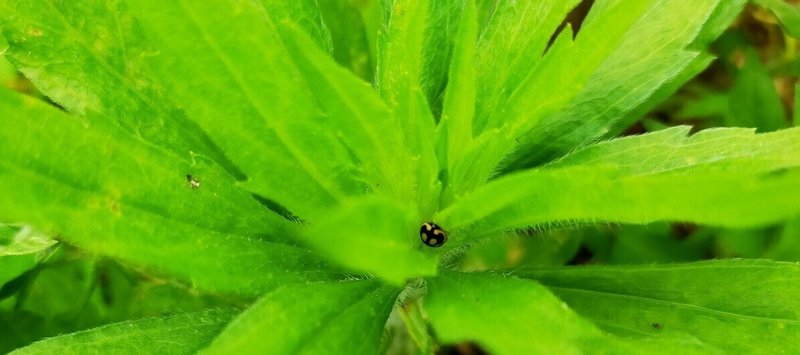 人間不信 菜央 Note