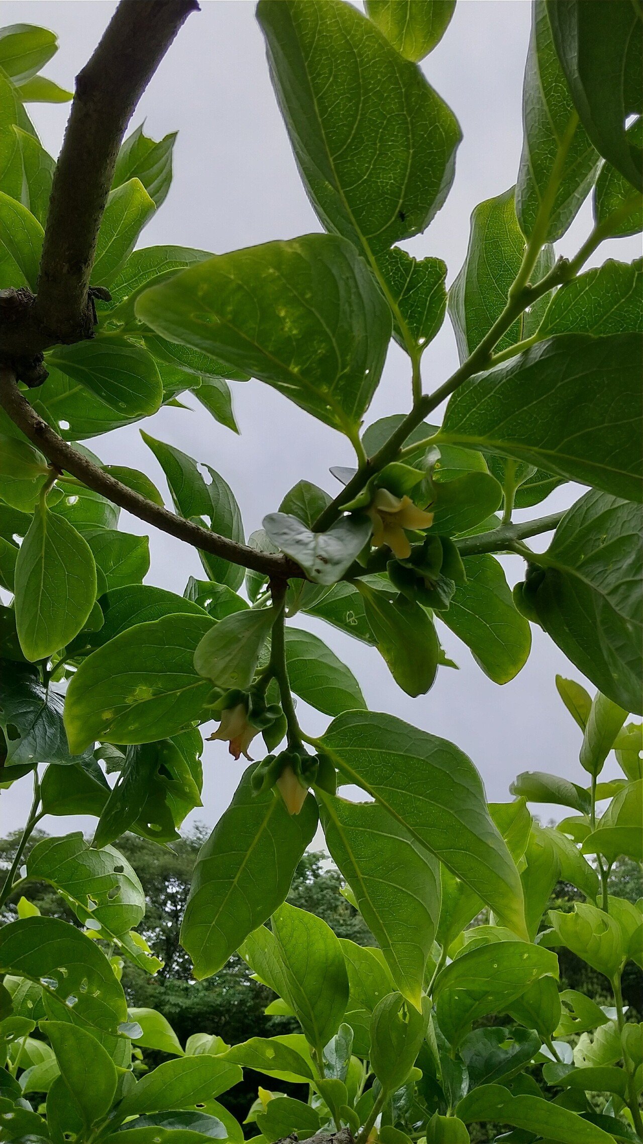 Noteに投稿するのは はじめましてかな 今日は 農業の一部をお見せしたくて写真撮りました おけさ柿の花です 今は この花芽 を一枝1つにする作業 摘蕾 てきらい の真っ最中です 佐渡島の後藤 Note