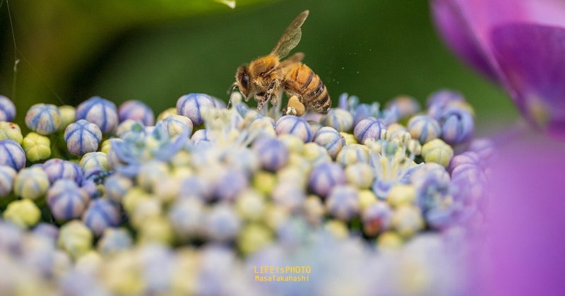 ミツバチさんの花粉団子
