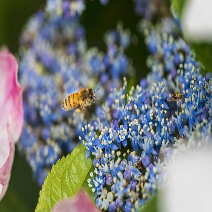 ミツバチさんの花粉団子 Life Is Photo 高橋正徳 Note