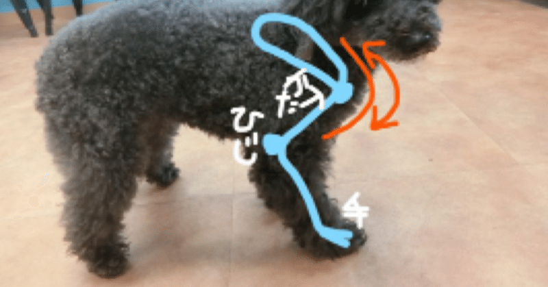 犬の方が肩こりがひどいよという話 Dogsalon Une Note 犬の方が肩こりがひどいよという話 Dogsalon Une Note