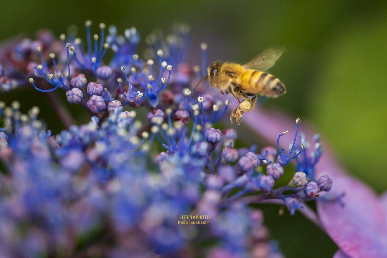 ミツバチさんの花粉団子 Life Is Photo 高橋正徳 Note ミツバチさんの花粉団子 Life Is Photo 高橋正徳 Note
