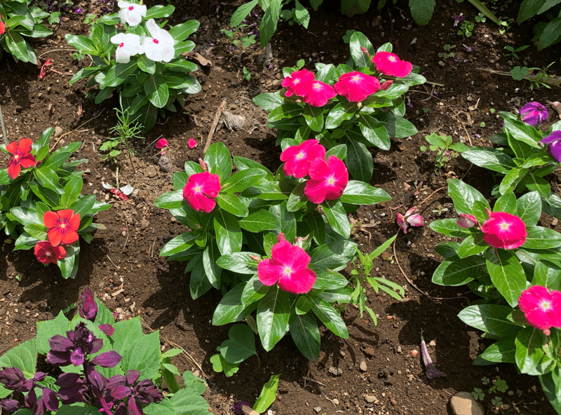 紫陽花以外の6月に咲く花 霞 Note