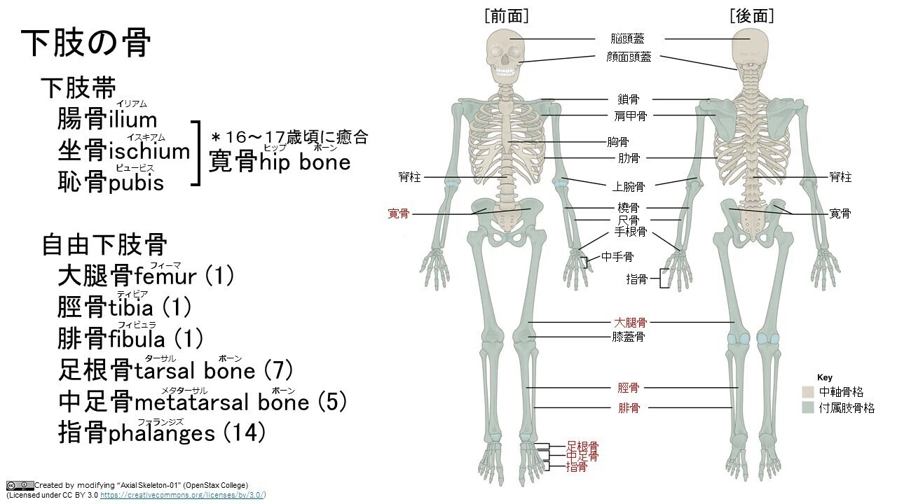 Contents(下肢の骨)｜解剖学・極