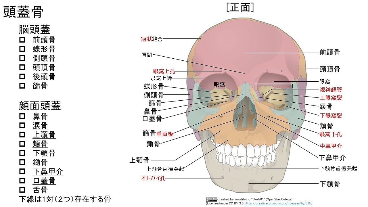 Contents(頭蓋骨)｜解剖学・極