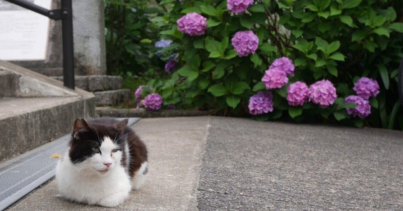 紫陽花と猫 Bluemaple Note 紫陽花と猫 Bluemaple Note
