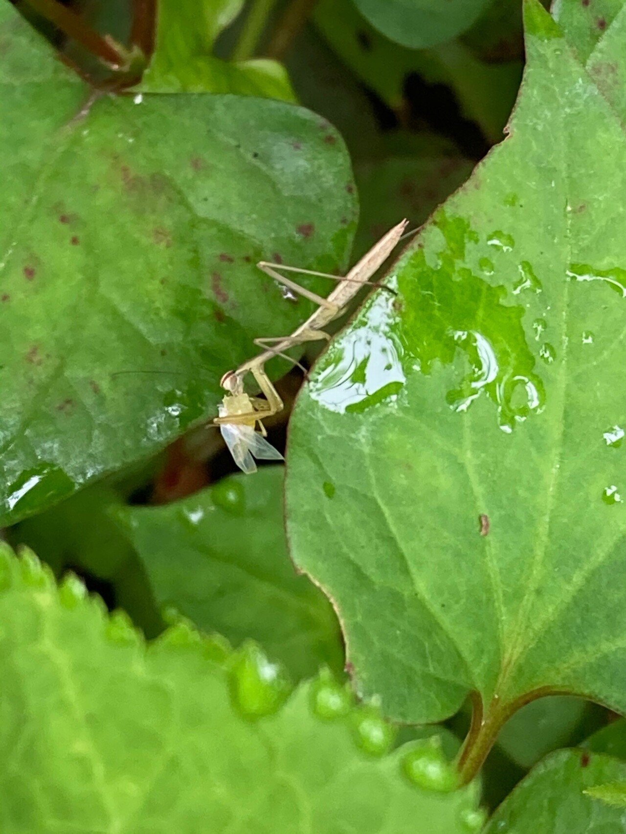 ちびカマキリ続報 羽根虫ゲットで食事中 ちょっと大きくなってます 平木 映光 ひらき てるみ Note