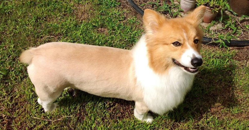 犬へのサマーカットは無知ゆえのハラスメント 孤高の天才牧田亮介 Note 犬へのサマーカットは無知ゆえのハラスメント 孤高の天才牧田亮介 Note