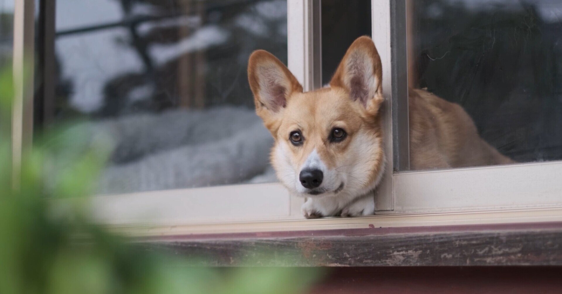 雨の日のコーギー｜sachi
