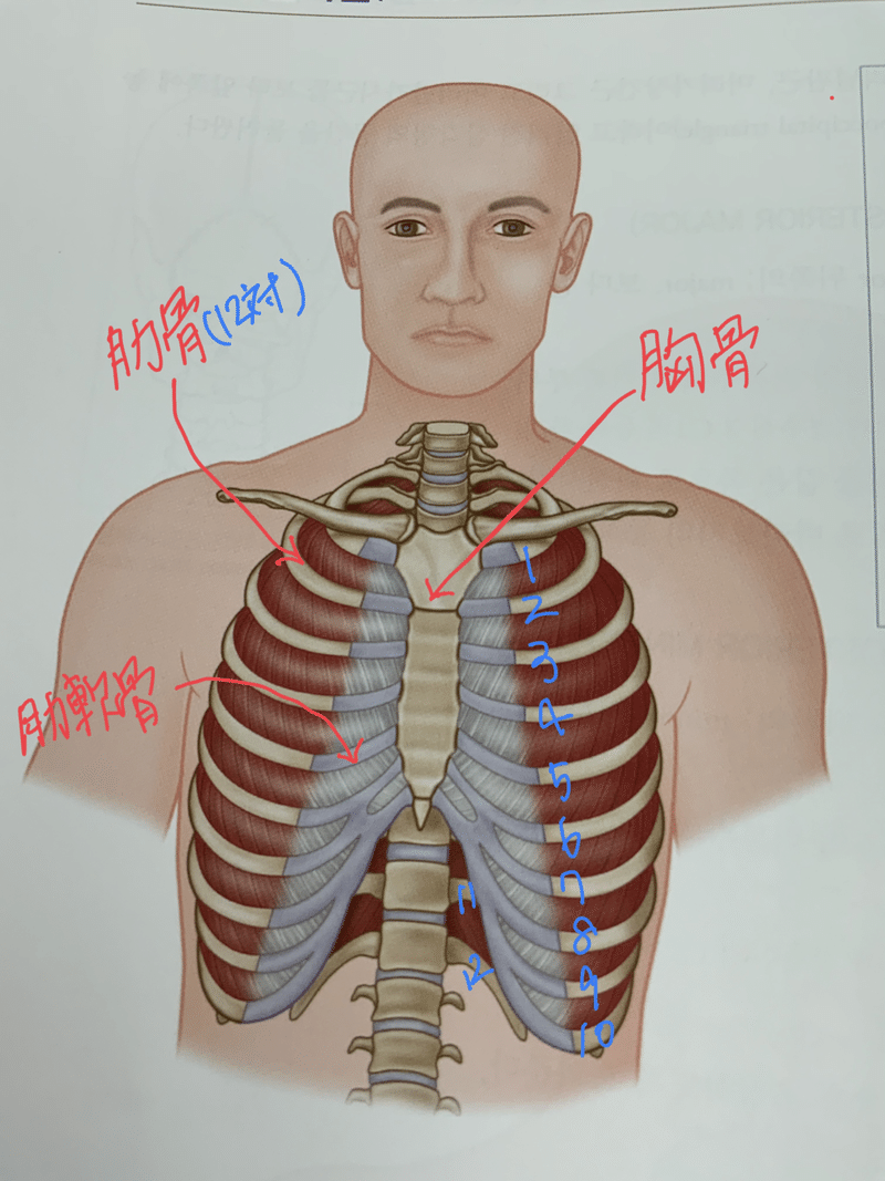 アシュタンガヨガ指導 呼吸が浅い現代人のストレスを改善 ヨガ 成功人生 メンタル強化 In Korea Note