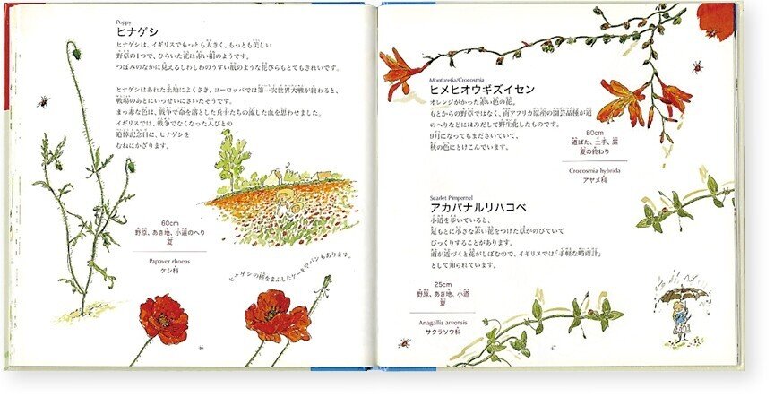 イギリスの野の花えほん（本文）6