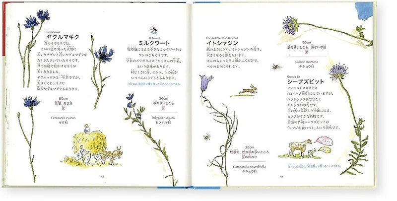 イギリスの野の花えほん（本文）8