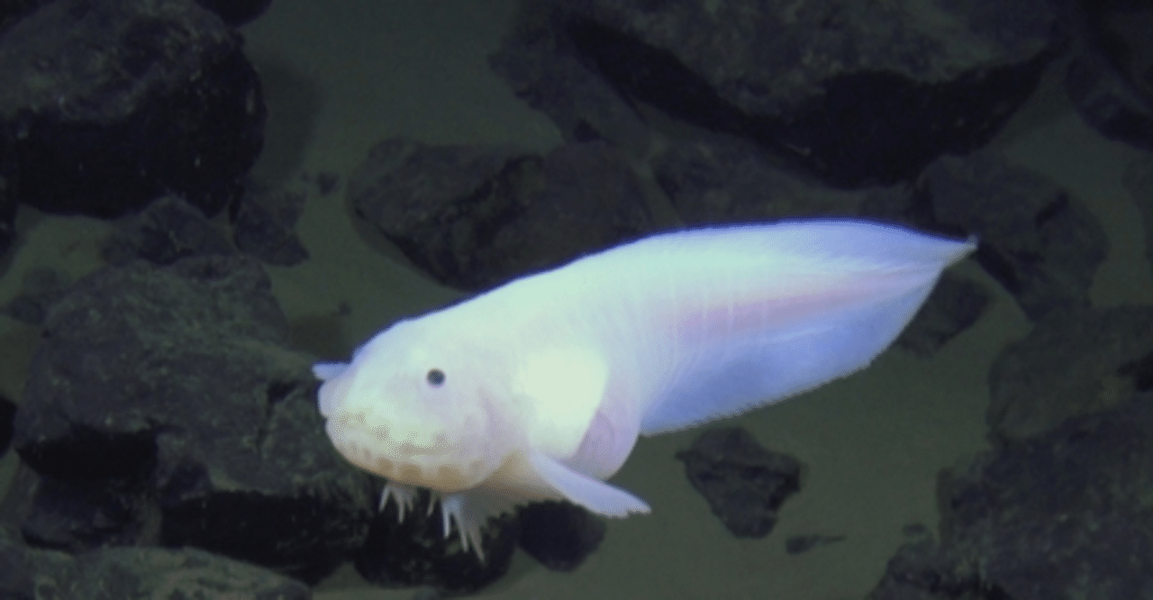 超深海の魚 マリアナスネイルフィッシュ Gelate ジェレイト Note