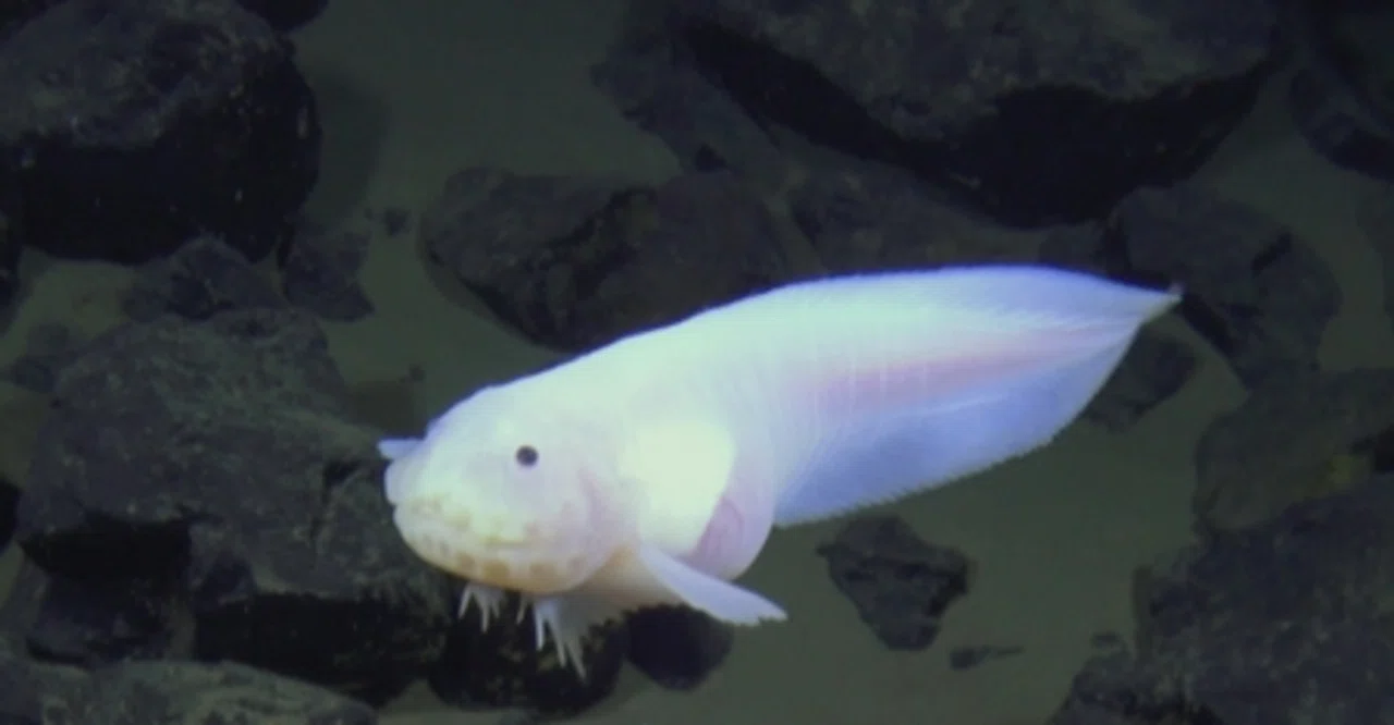 Deshabillz マリアナスネイルフィッシュ 8cmCD 初回 特典付 超深海の魚「マリアナスネイルフィッシュ」｜Gelate（ジェレイト）