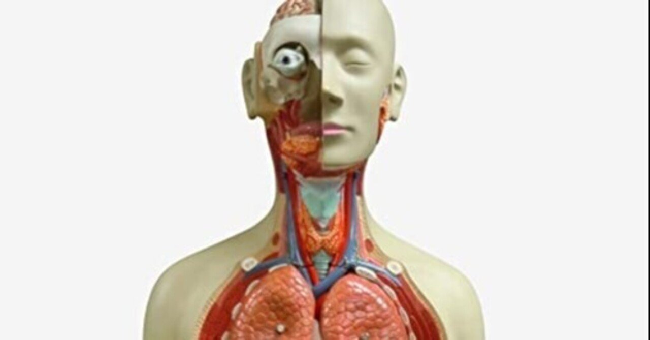 人体模型ノストルム Usik Note 人体模型ノストルム Usik Note