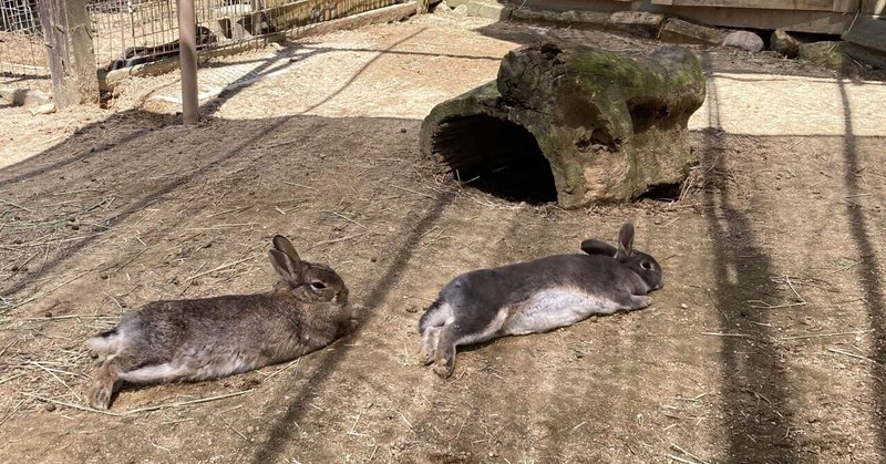 動物園で暮らす動物は幸せなのか 蜷川結希 Note 動物園で暮らす動物は幸せなのか 蜷川結希 Note