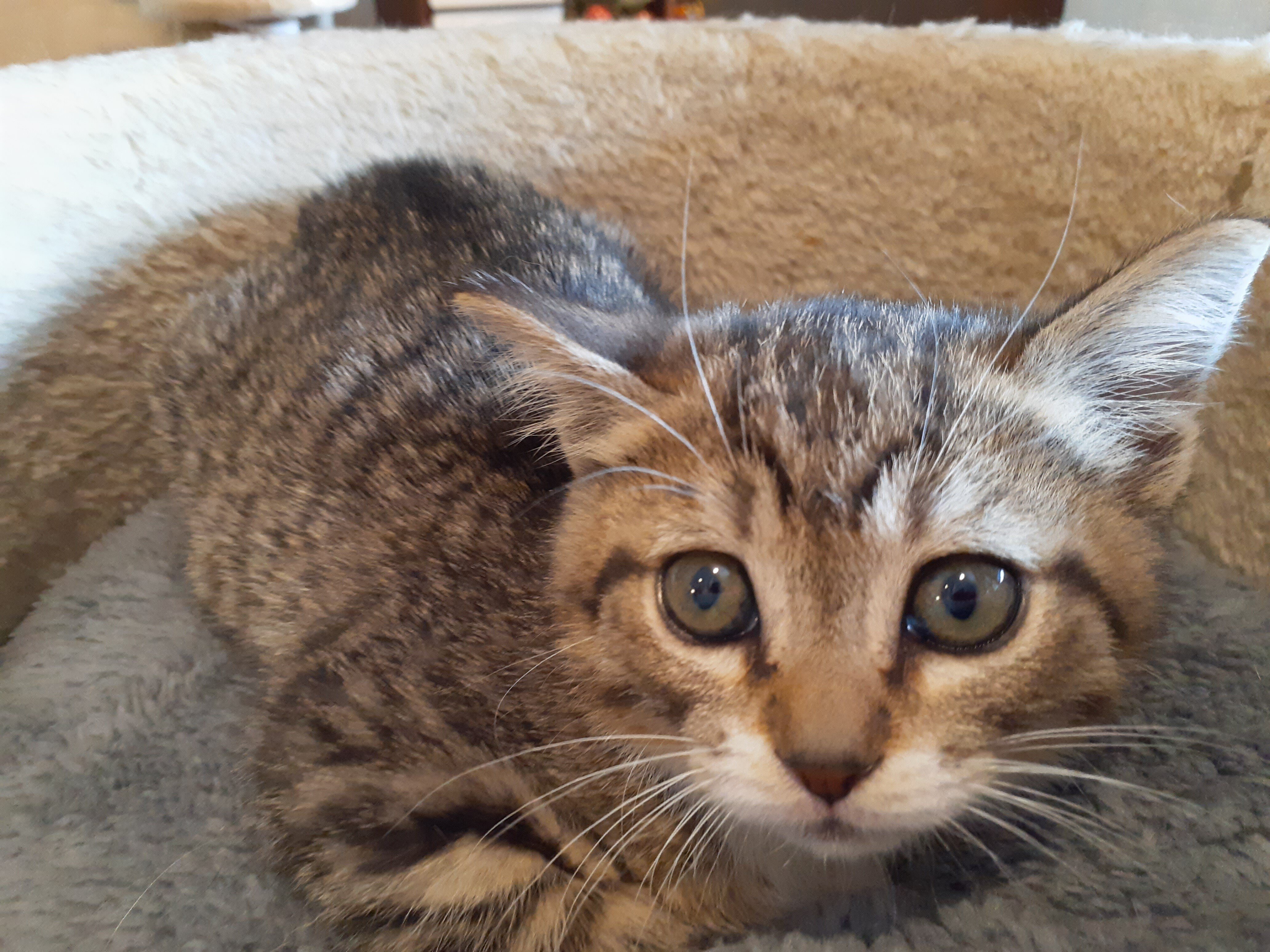 かわいい仔猫 の新着タグ記事一覧 Note つくる つながる とどける かわいい仔猫 の新着タグ記事一覧 Note つくる つながる とどける