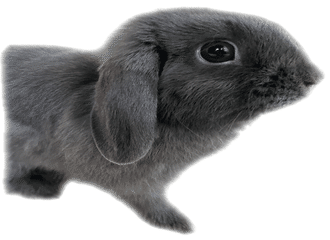 ロップイヤー の新着タグ記事一覧 Note つくる つながる とどける