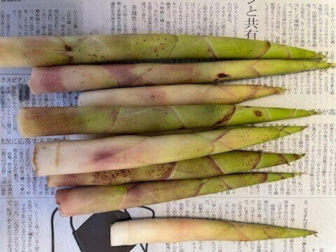 初夏の筍、マダケ(真竹)を料理する|南城さいき