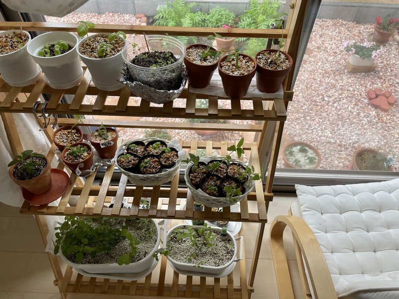 かわいく 室内ガーデン おはたいよう Note