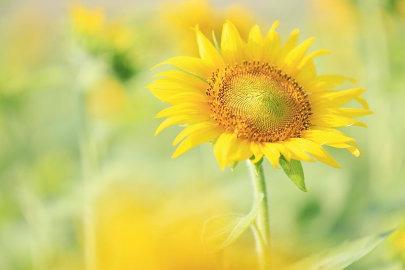 夏の始まり　候補①